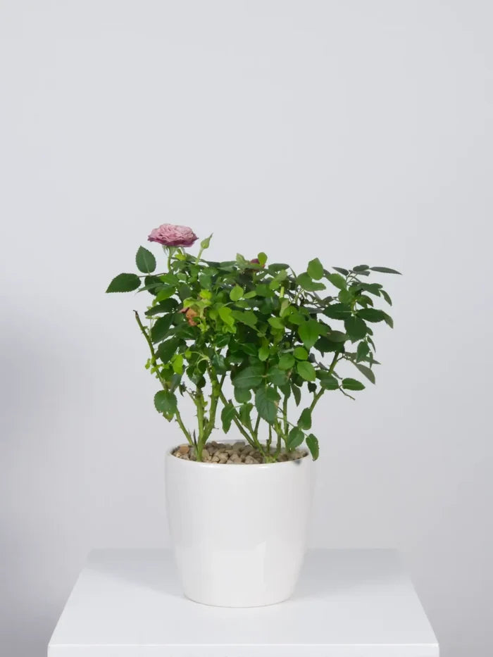 Rose Bush