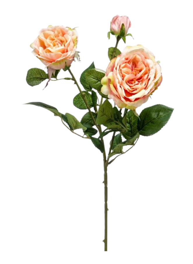 Rose Éclat