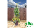 Small Clematis Flowerbell