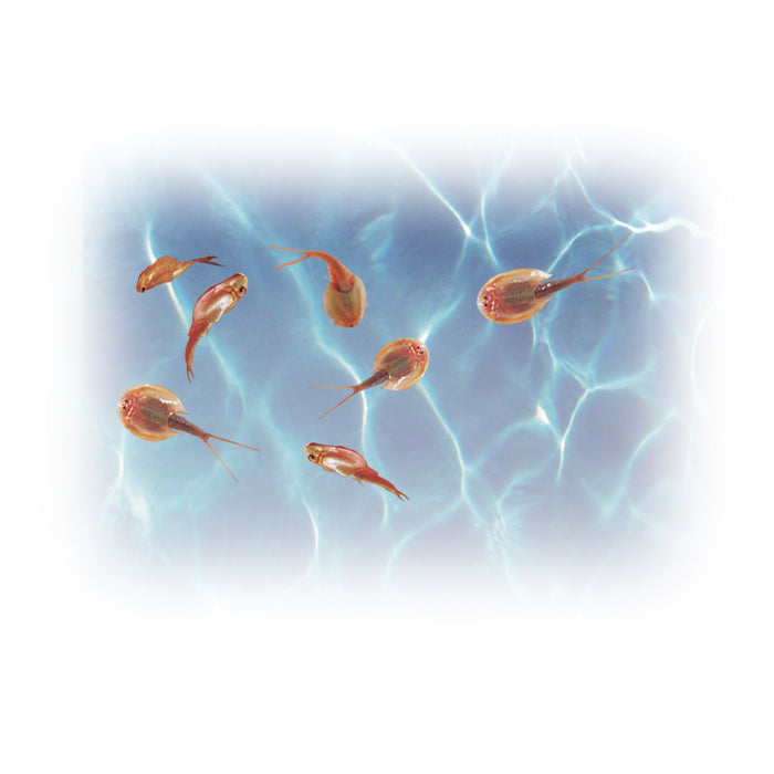 A group of Triops, known as prehistoric sea monsters, swim in clear blue water with light reflections—just like the creatures you can grow at home with the Smithsonian Prehistoric Sea Monsters Value Set from Smithsonian.