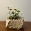 Stone Look Planters - Decorative Indoor Outdoor Plant Pots - JART TEAM