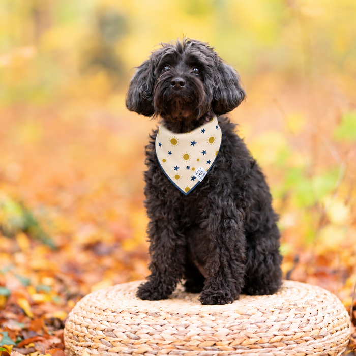 dog in sunny bandana