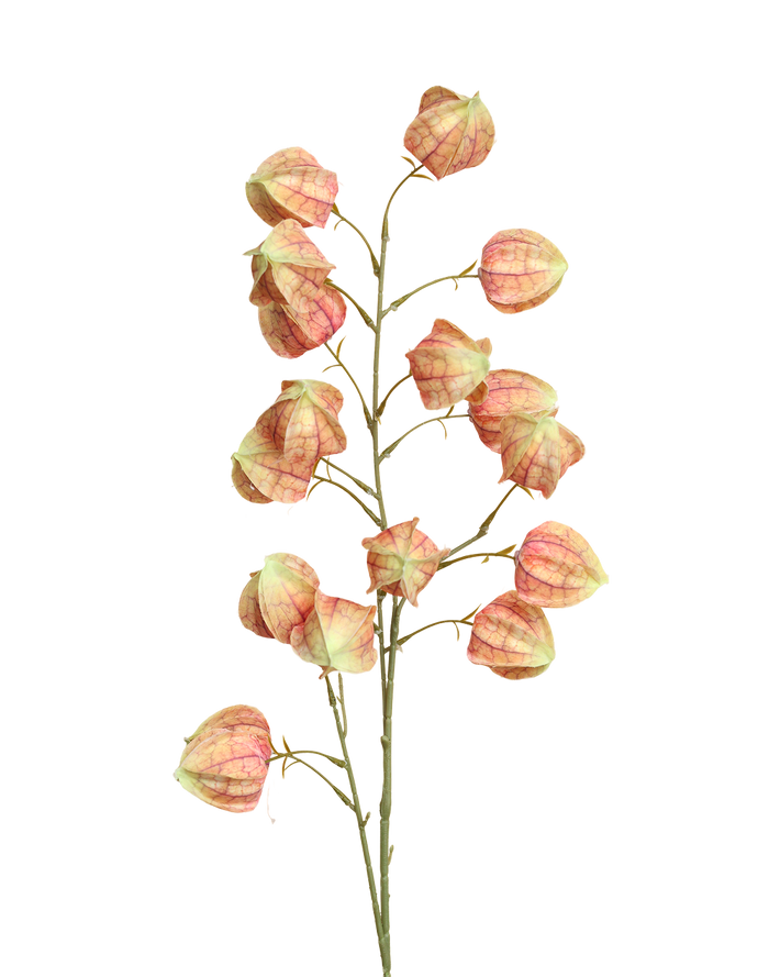 Sunset Silk Lantern Flower Orange
