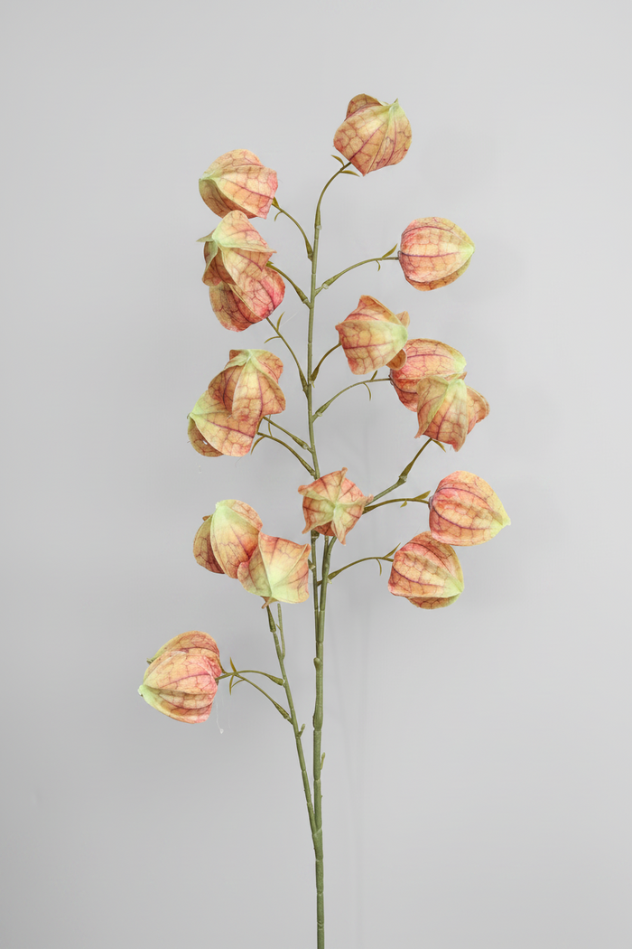 Sunset Silk Lantern Flower Orange