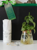 A close-up of The Suspended Serenity Hydroponic Plant Gift Set, featuring a black gift box with a green ribbon and tag, a Fijn Botanicals scent mist bottle wrapped in white tissue paper, a clear glass tapered vase with a cork lid holding a vibrant green and white Polka Dot Plant with visible roots in water, and a crystal ball on a gold chain.