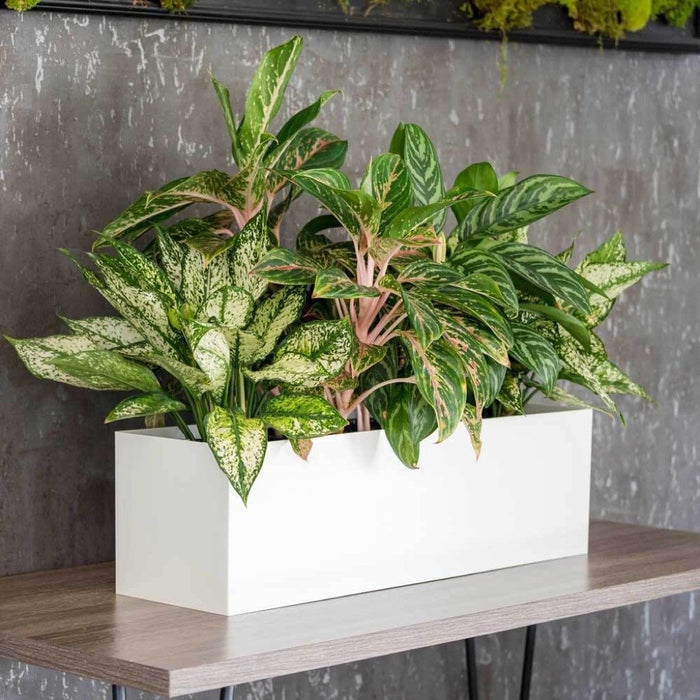 Tabletop Rectangle - 30in x 7in x 7in