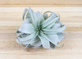 Tillandsia Xerographica Air Plants