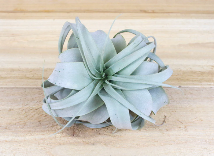 Tillandsia Xerographica Air Plants