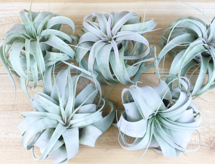 Tillandsia Xerographica Air Plants