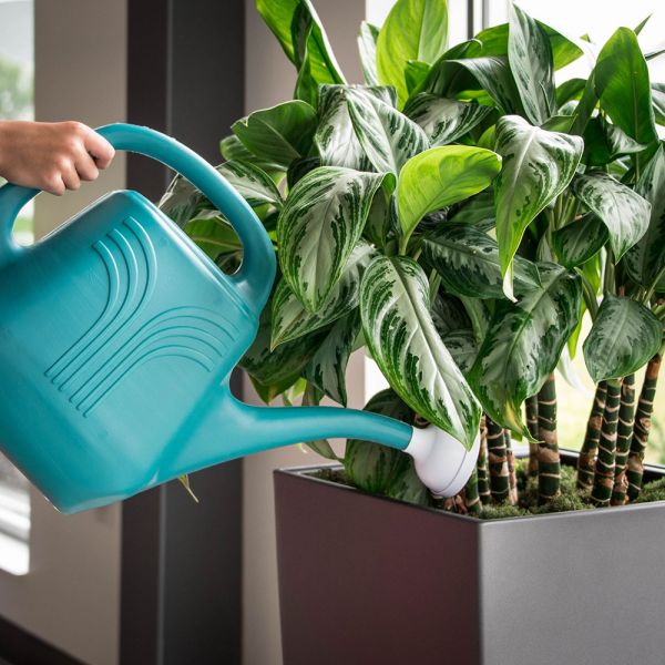 Watering Can