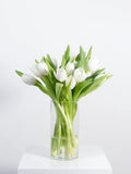 Clear glass vase with white tulips on a light gray background