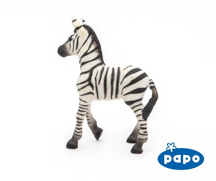 Zebra Foal