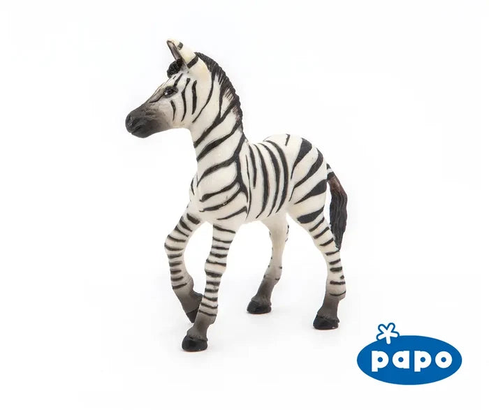 Zebra Foal