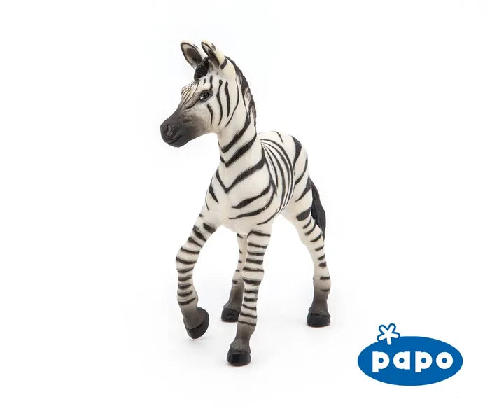 Zebra Foal