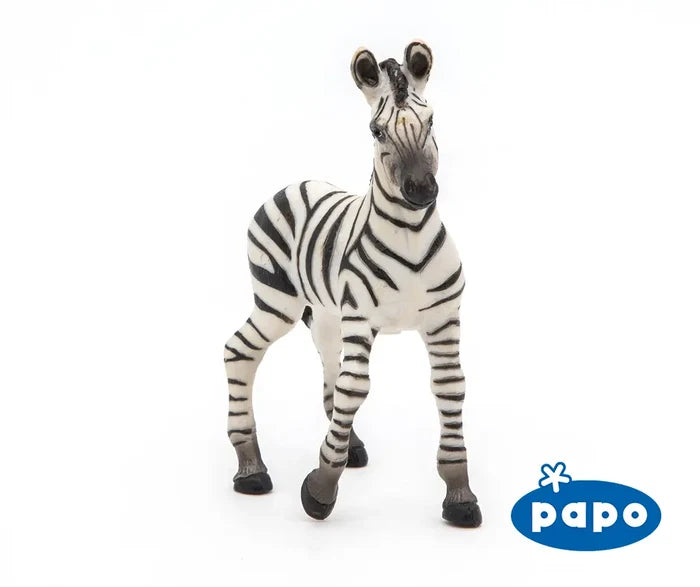 Zebra Foal